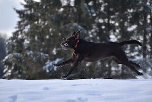 Chocolate Labrador Retriever