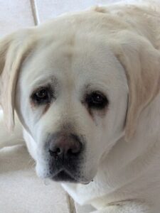 Yellow Labrador Retriever