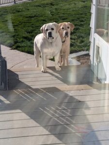 Yellow Labrador