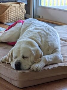 Yellow Labrador