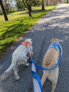 Yellow Labrador