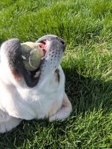 Yellow Labrador