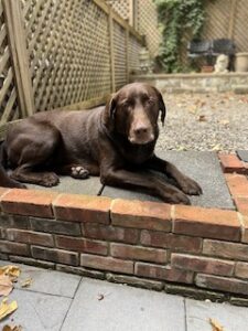 Chocolate Labrador Retriever