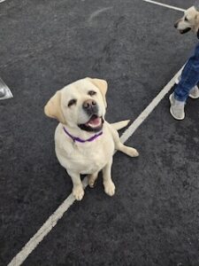 Yellow Labrador Retriever