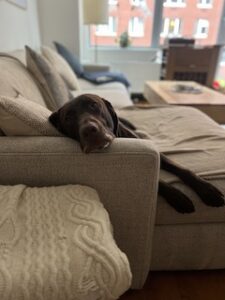 Chocolate Labrador Retriever