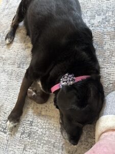 Black Labrador Mix
