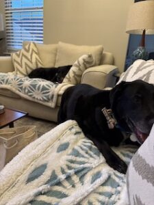 Black Labrador Mix