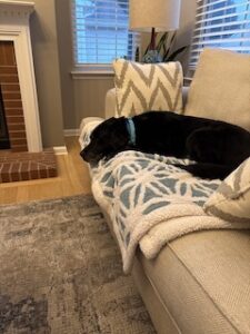 Black Labrador Mix