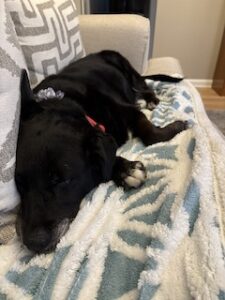 Black Labrador Mix