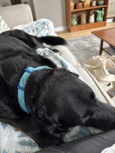 Black Labrador Mix