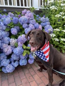 Chocolate Labrador Retriever