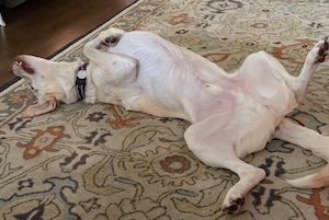 Yellow Labrador