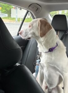 Yellow Labrador Retriever mix