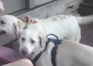 Yellow Labrador