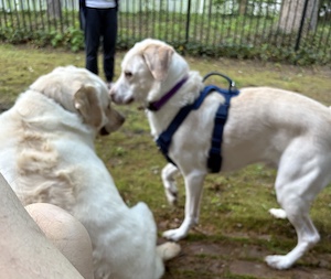 Yellow Labrador