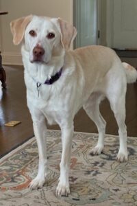 Yellow Labrador Retriever mix
