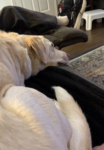 Dex Snuggle buddy