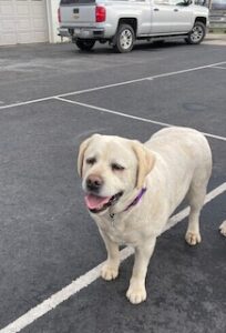 Yellow Labrador Retriever