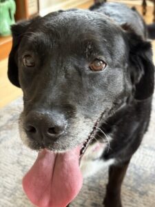 Black Labrador Mix