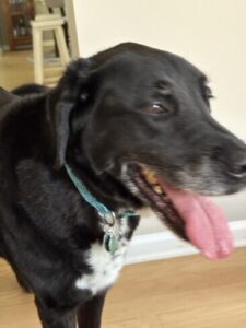 Black Labrador Mix