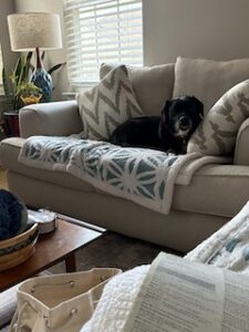 Black Labrador Mix
