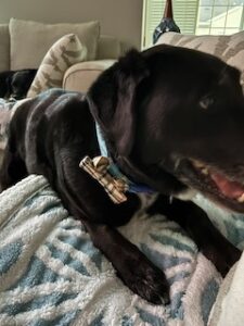 Black Labrador Mix