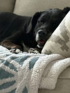 Black Labrador Mix