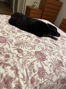 Black Labrador Mix
