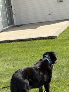 Black Labrador Mix
