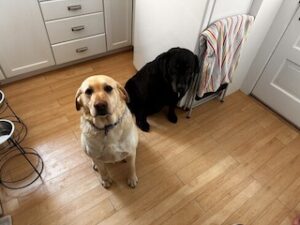 Black and Yellow Labrador Retrievers