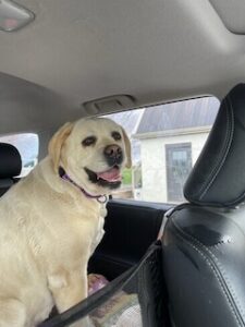 Yellow Labrador Retriever