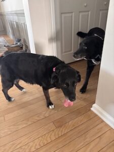 Black Labrador Mix
