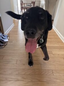 Black Labrador Mix