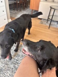 Black Labrador Mix