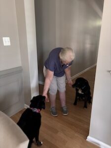 Black Labrador Mix