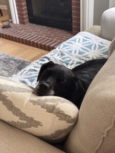 Black Labrador Mix