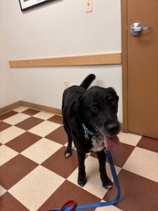 Black Labrador Mix