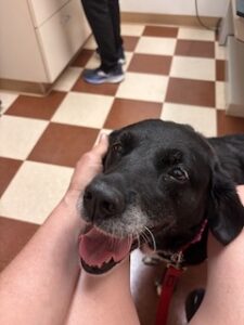 Black Labrador Mix