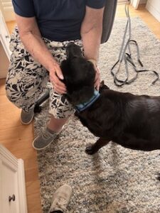 Black Labrador Mix