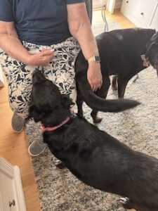 Black Labrador Mix