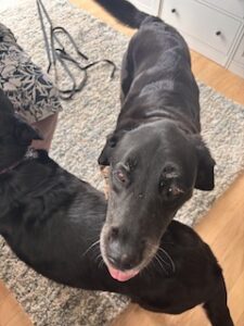 Black Labrador Mix