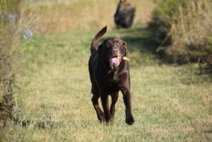 Chocolate Labrador Retriever