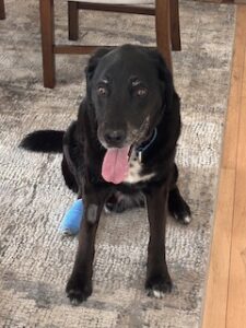 Black Labrador Mix