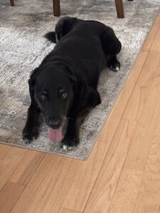 Black Labrador Mix