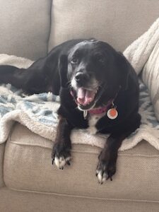 Black Labrador Mix