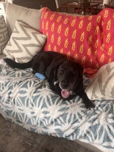 Black Labrador Mix