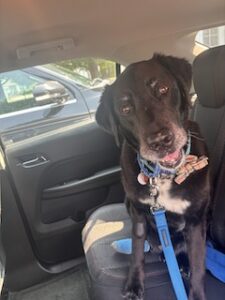 Black Labrador Mix