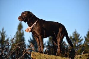 Chocolate Labrador Retriever