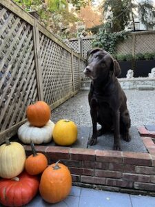 Chocolate Labrador Retriever