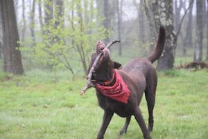 Chocolate Labrador Retriever